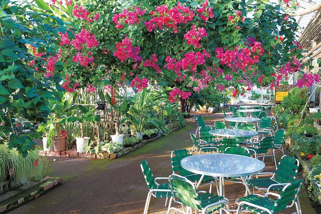 🍓 니시지마 원예단지(西島園芸団地) 이미지 5